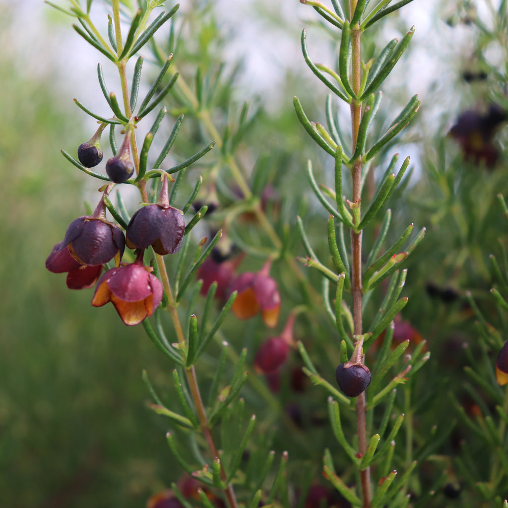 Boronia Megastigma Image