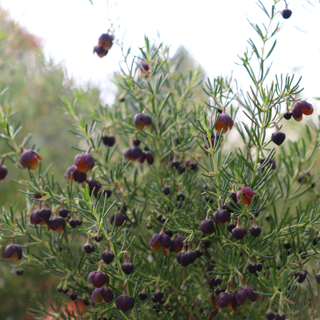 Boronia Megastigma Image
