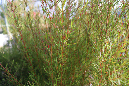 Boronia heterophylla