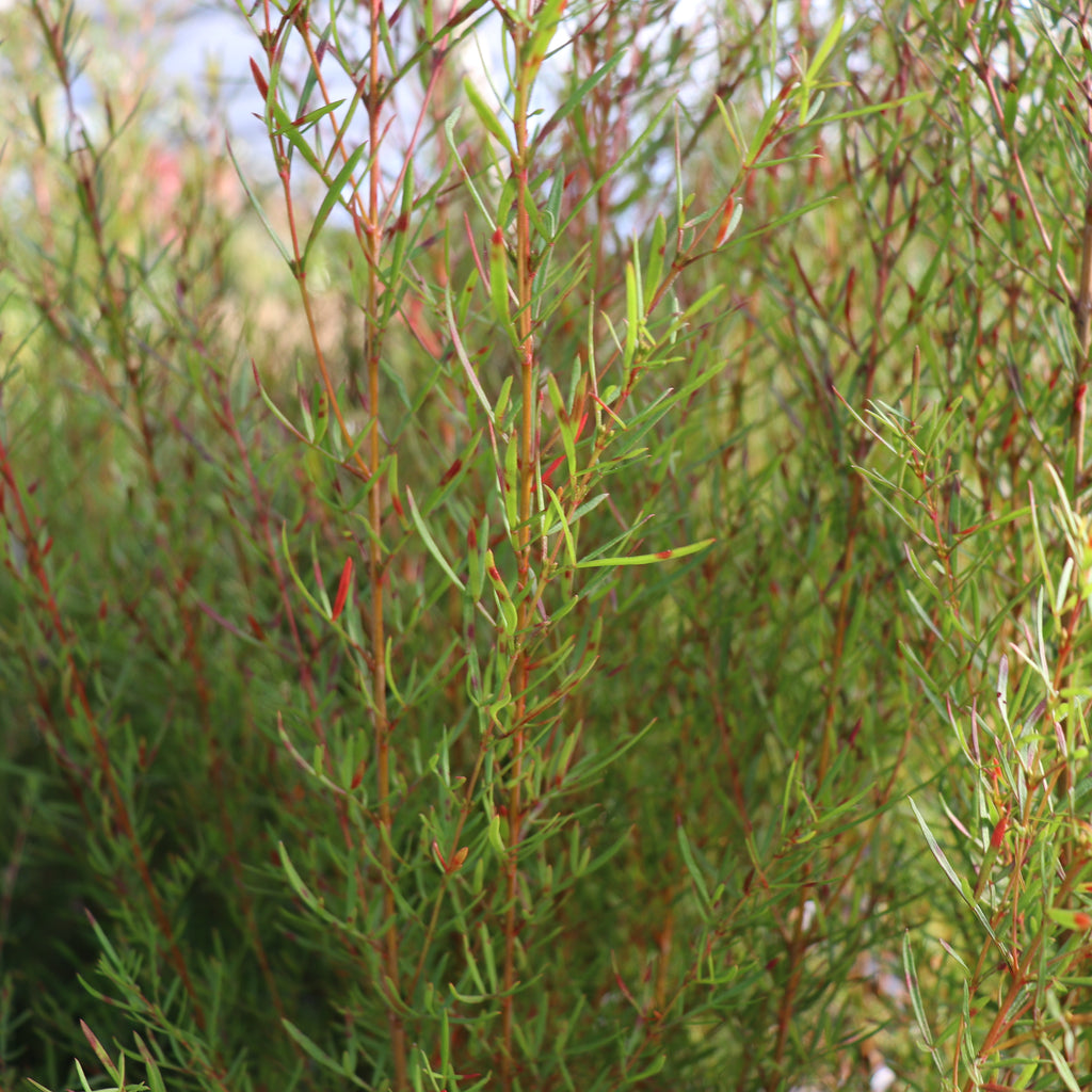Boronia heterophylla Image