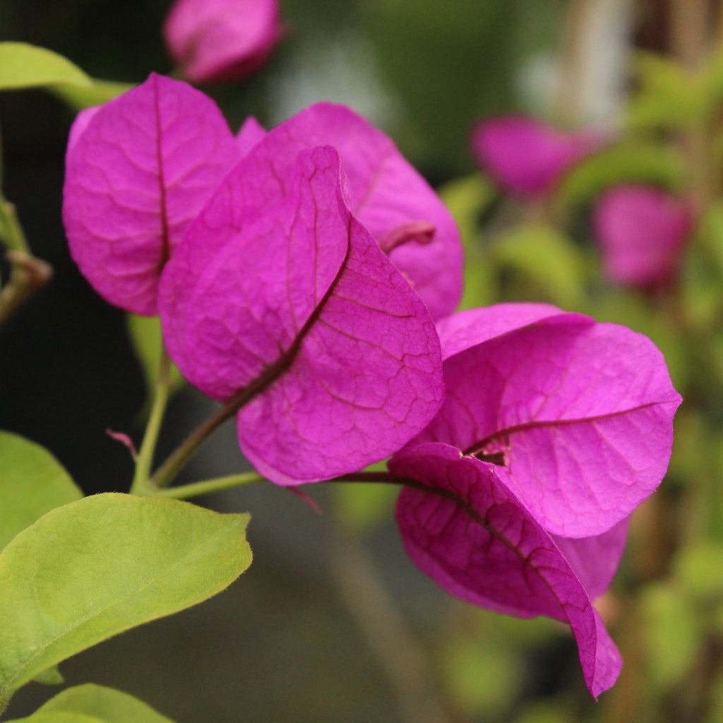 Bougainvillea Magnifica Traillii Image