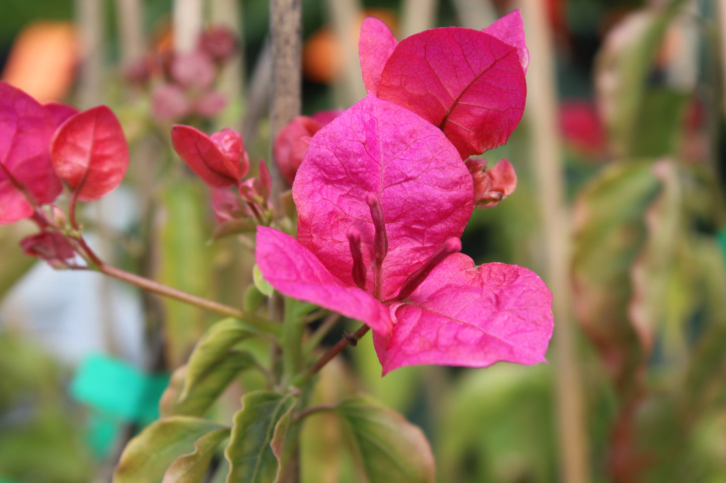 Bougainvillea Mary Palmer.