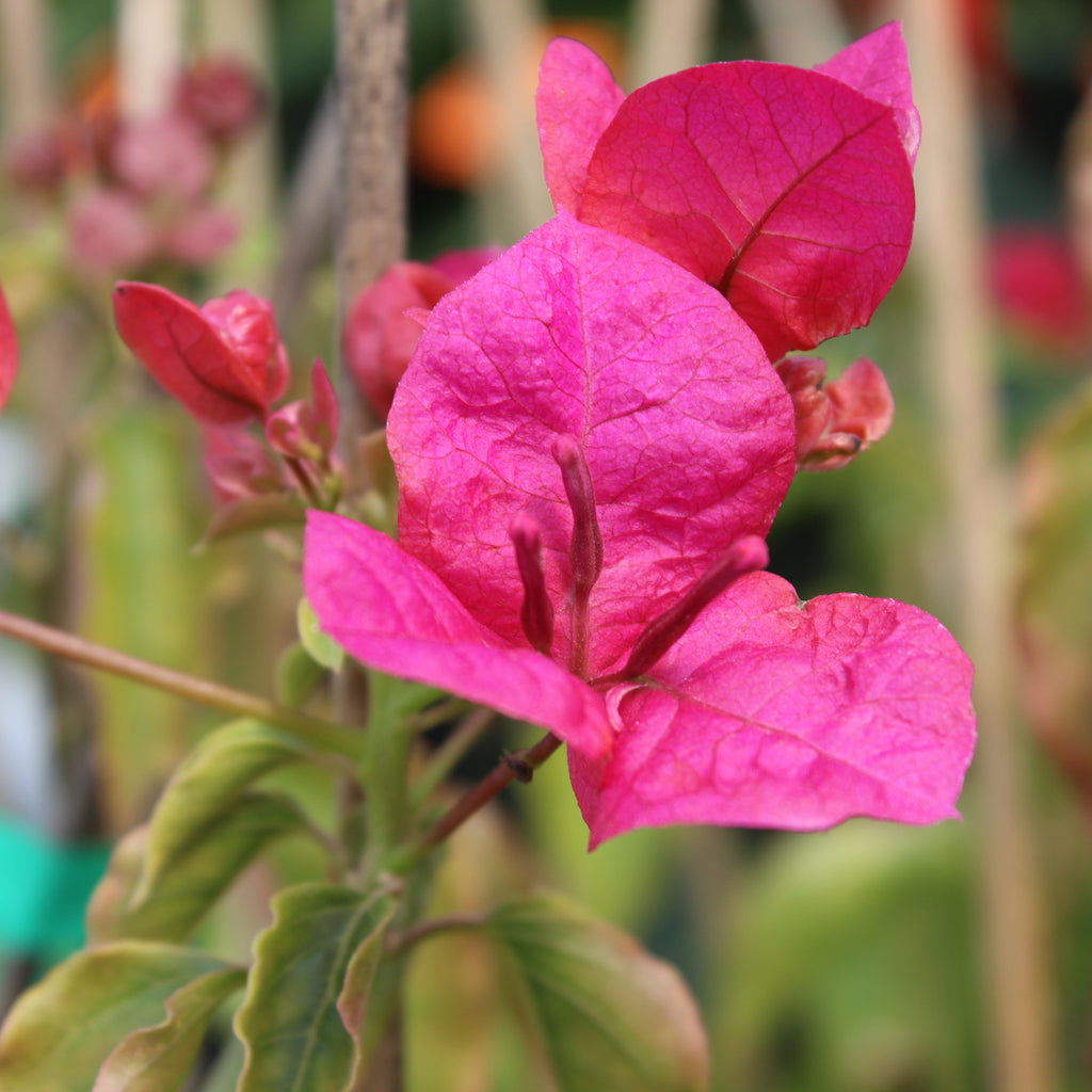 Bougainvillea Mary Palmer Image