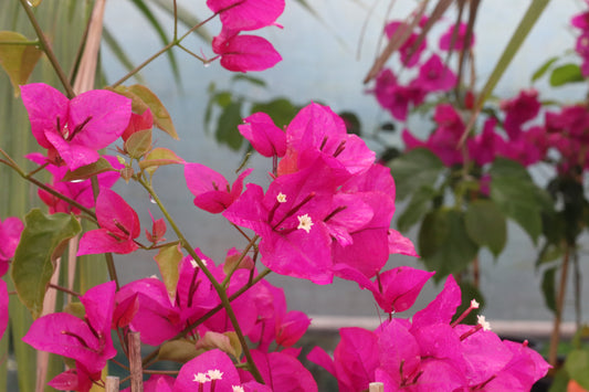 Bougainvillea Mary Palmer 2