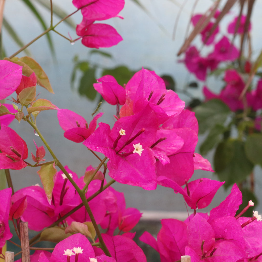 Bougainvillea Mary Palmer Image