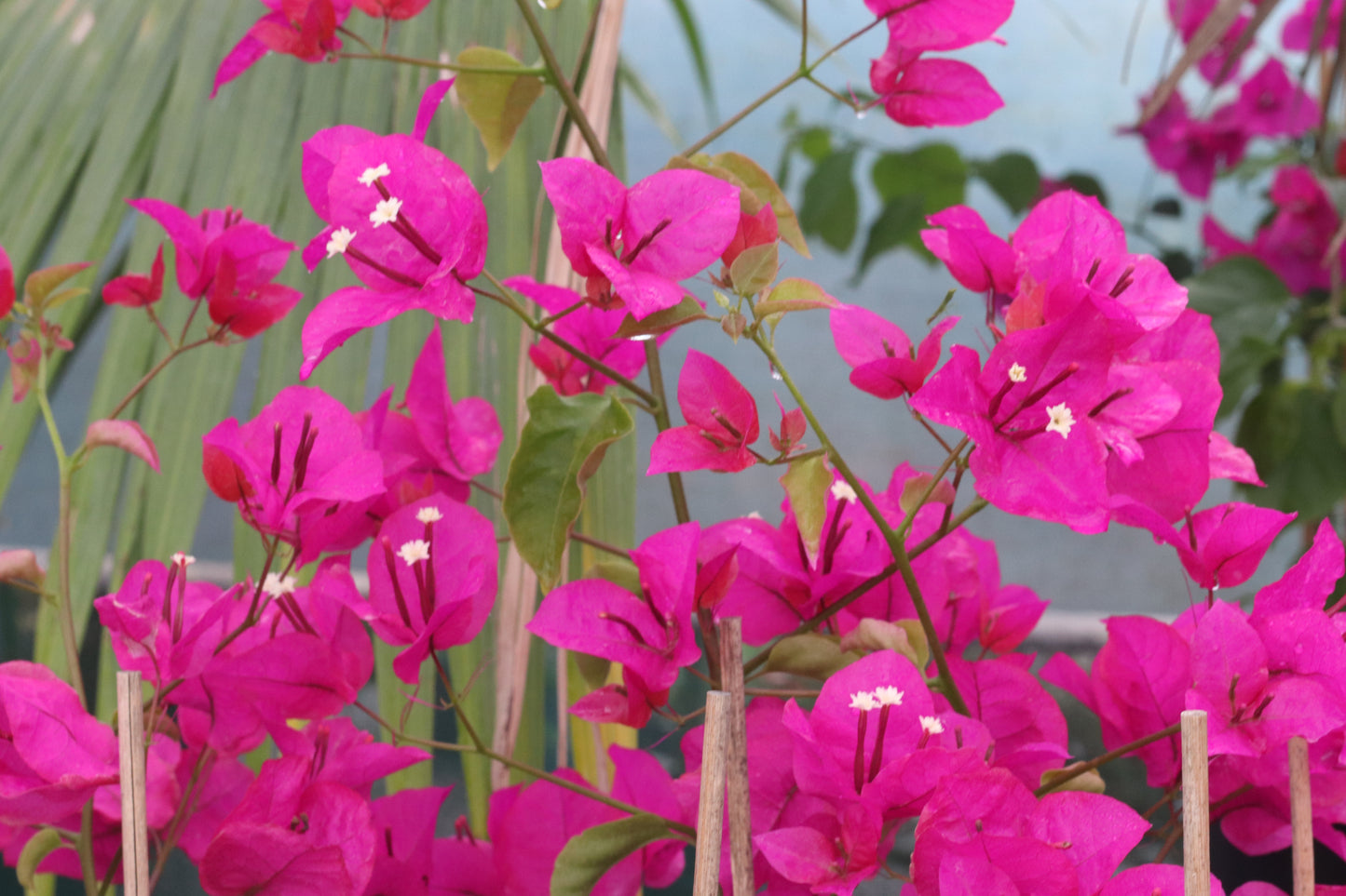 Bougainvillea Mary Palmer 3