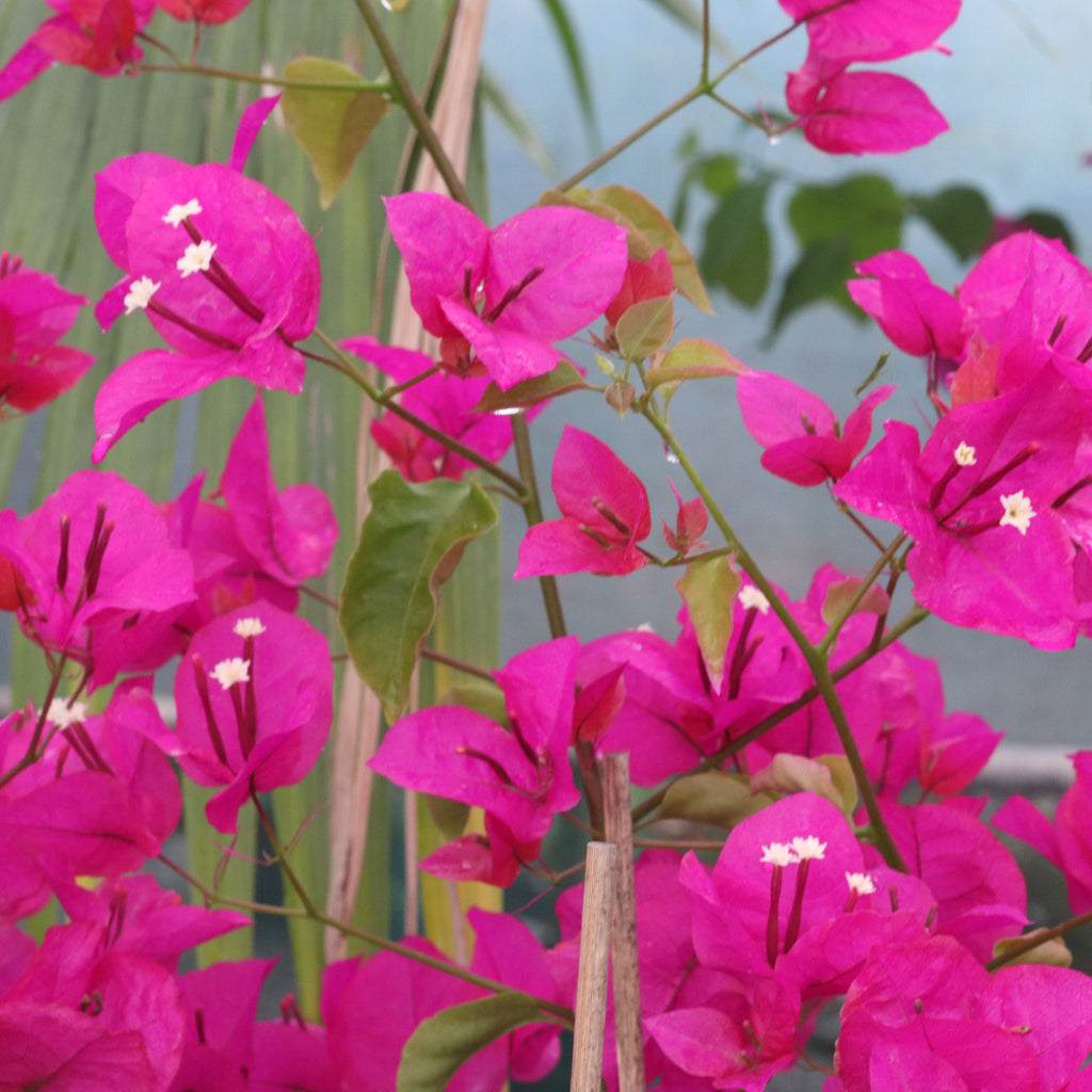 Bougainvillea Mary Palmer Image