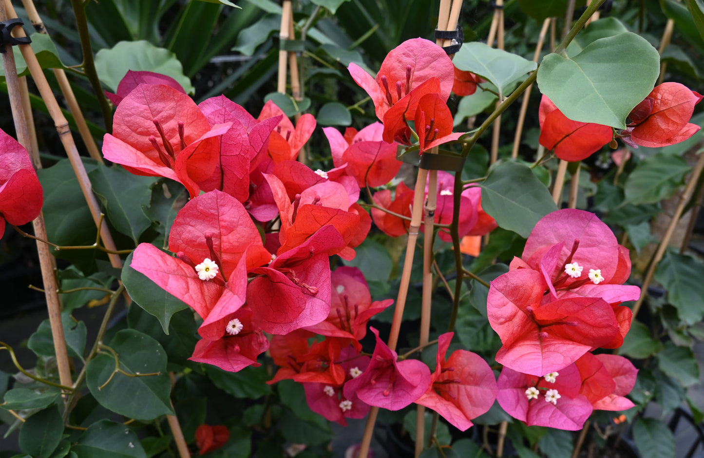 Bougainvillea Scarlet O'hara