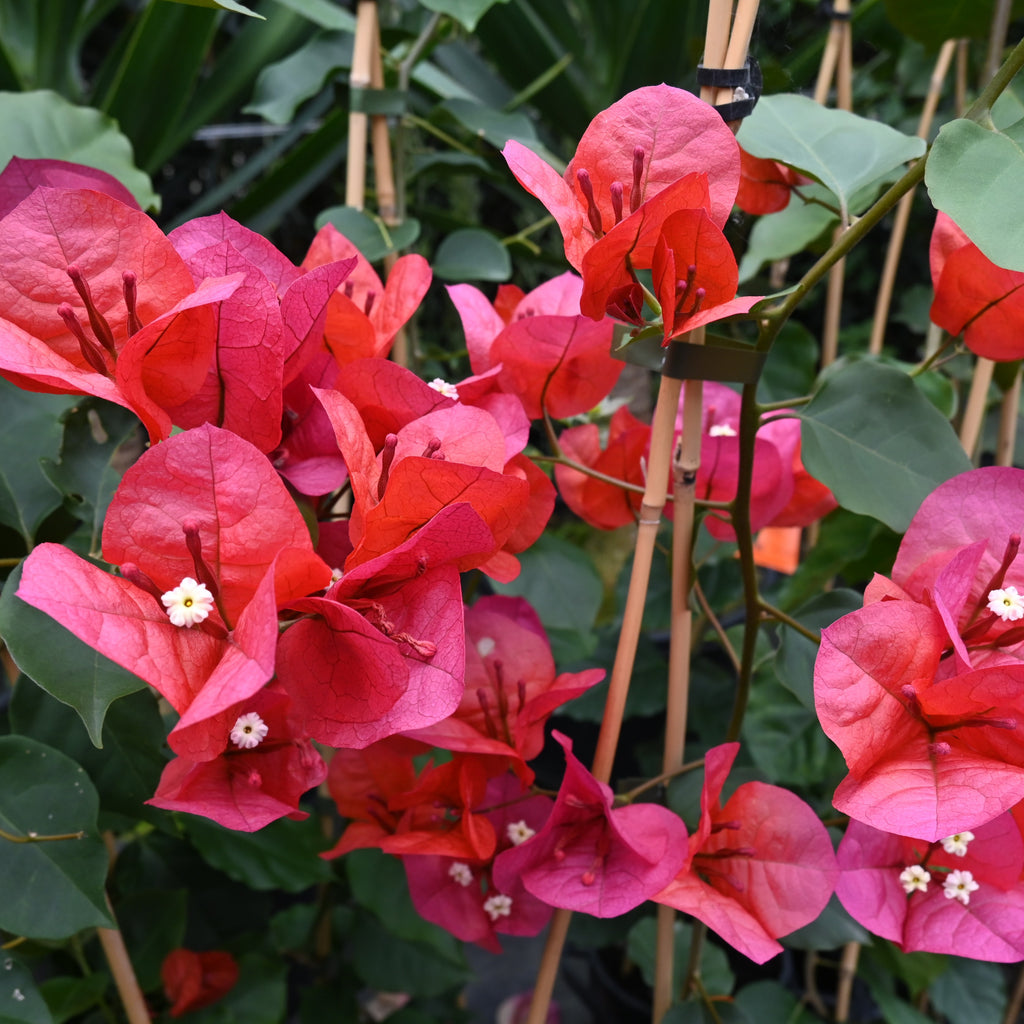 Bougainvillea Scarlet O'hara Image