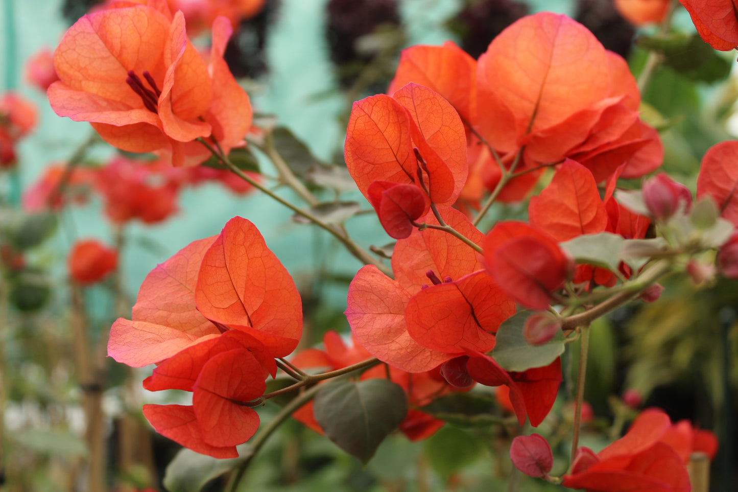 Bougainvillea Scarlet O'hara 2