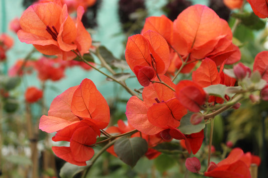 Bougainvillea Scarlet O'hara 2