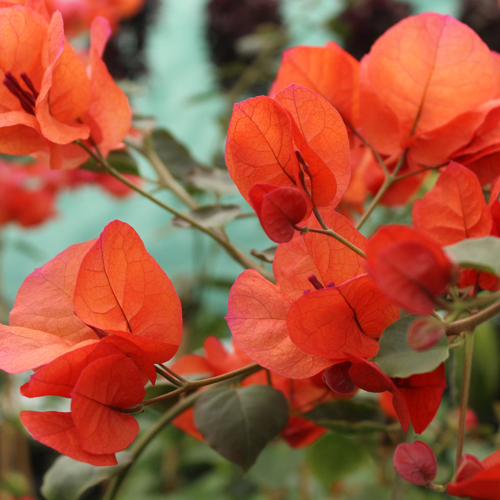 Bougainvillea Scarlet O'hara Image
