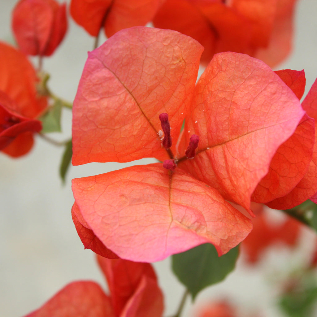 Bougainvillea Scarlet O'hara Image