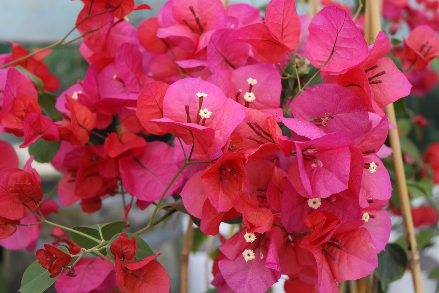 Bougainvillea Scarlet O'hara 4