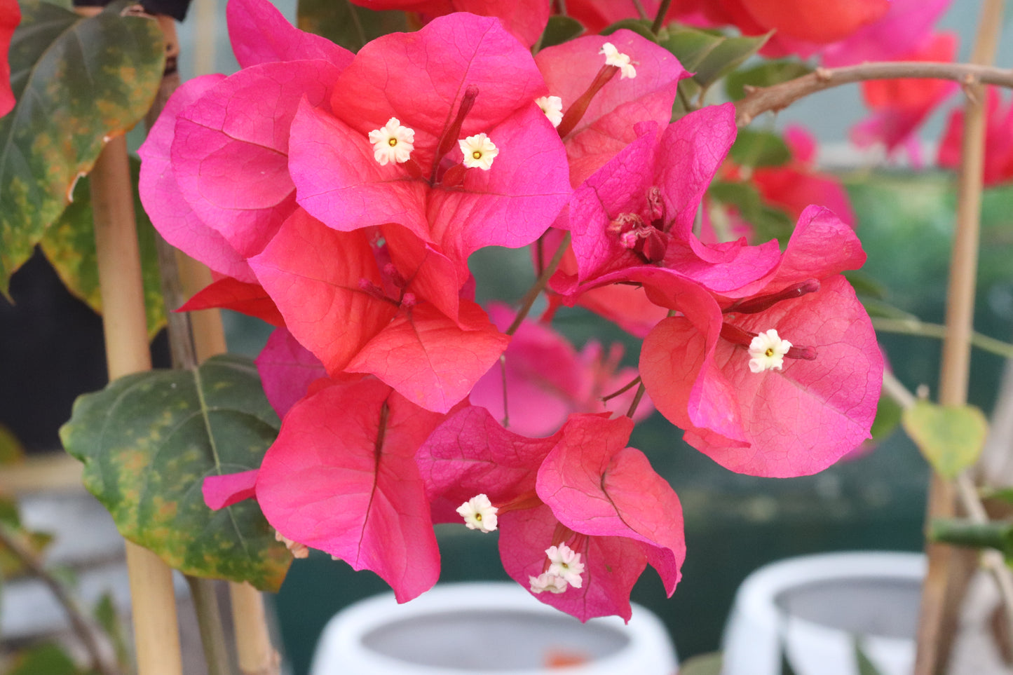 Bougainvillea Scarlet O'hara 5