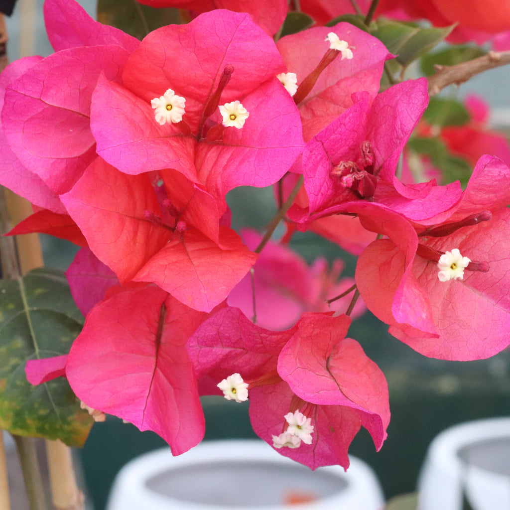 Bougainvillea Scarlet O'hara Image