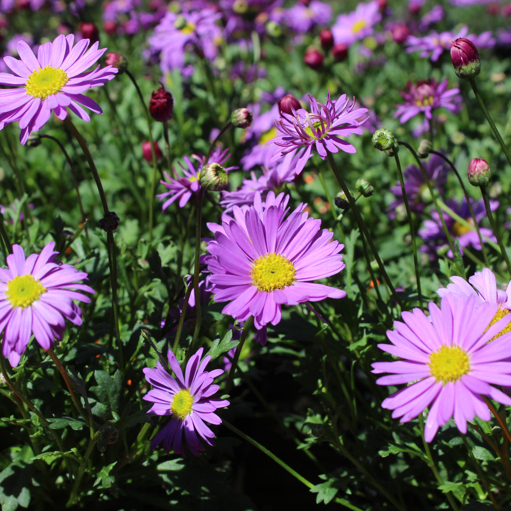 Brachyscome Brasco Purple Image