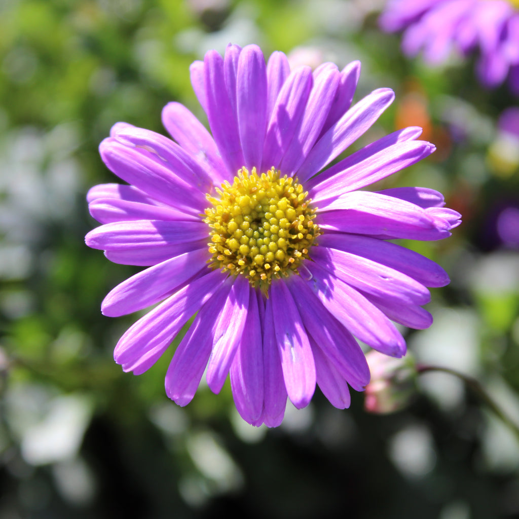 Brachyscome Brasco Purple Image