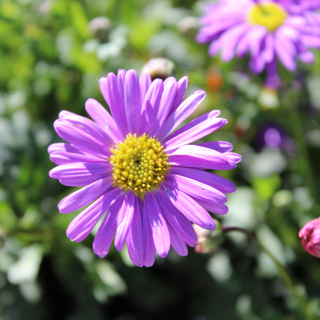 Brachyscome Brasco Purple Image