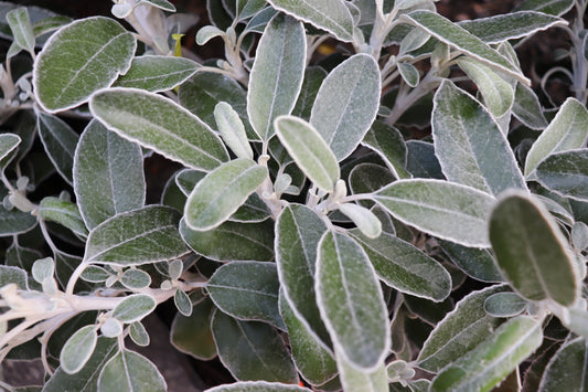 Brachyglottis Sunshine