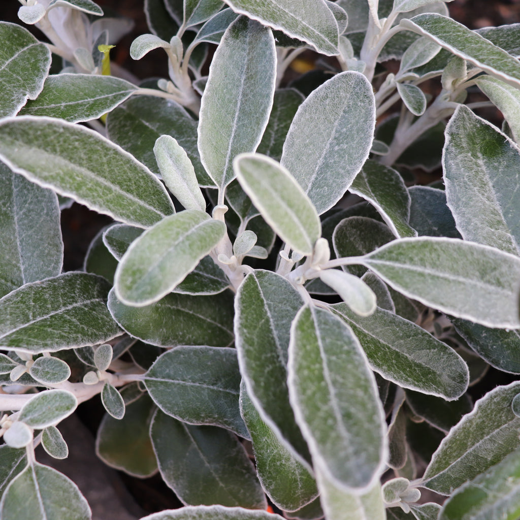 Brachyglottis Sunshine Image