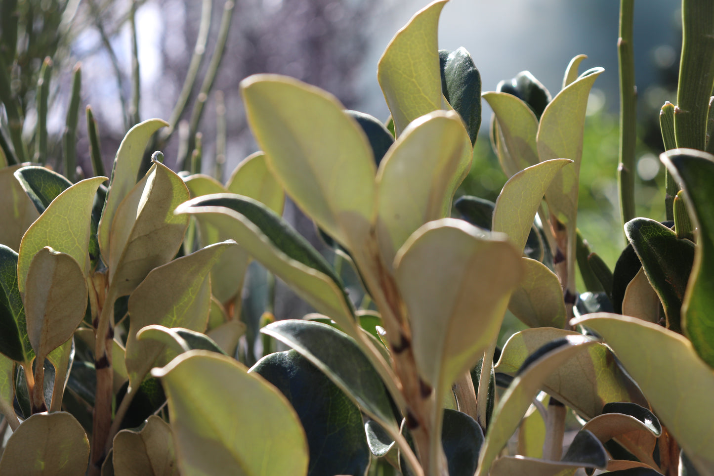Brachyglottis buchananii