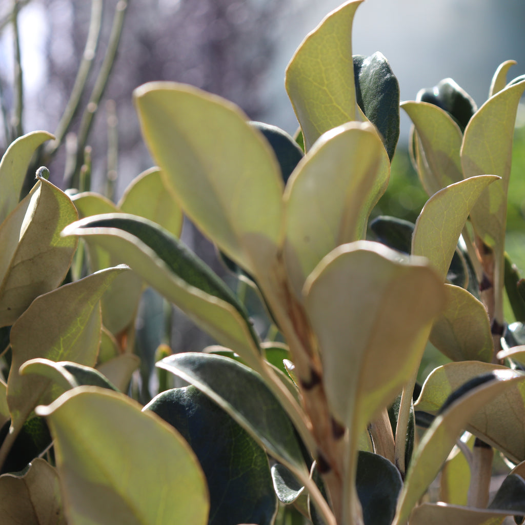 Brachyglottis buchananii Image