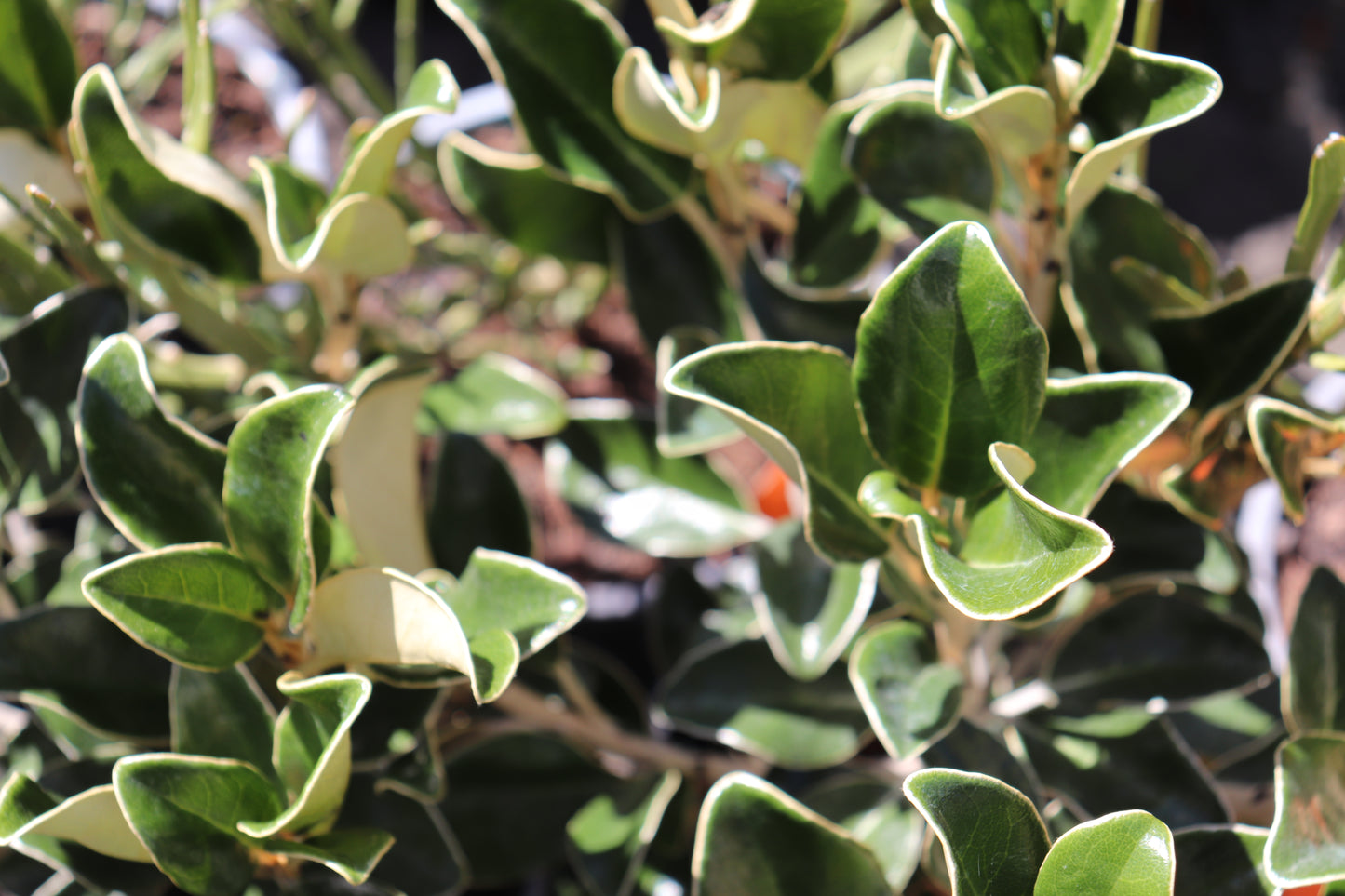 Brachyglottis buchananii 2
