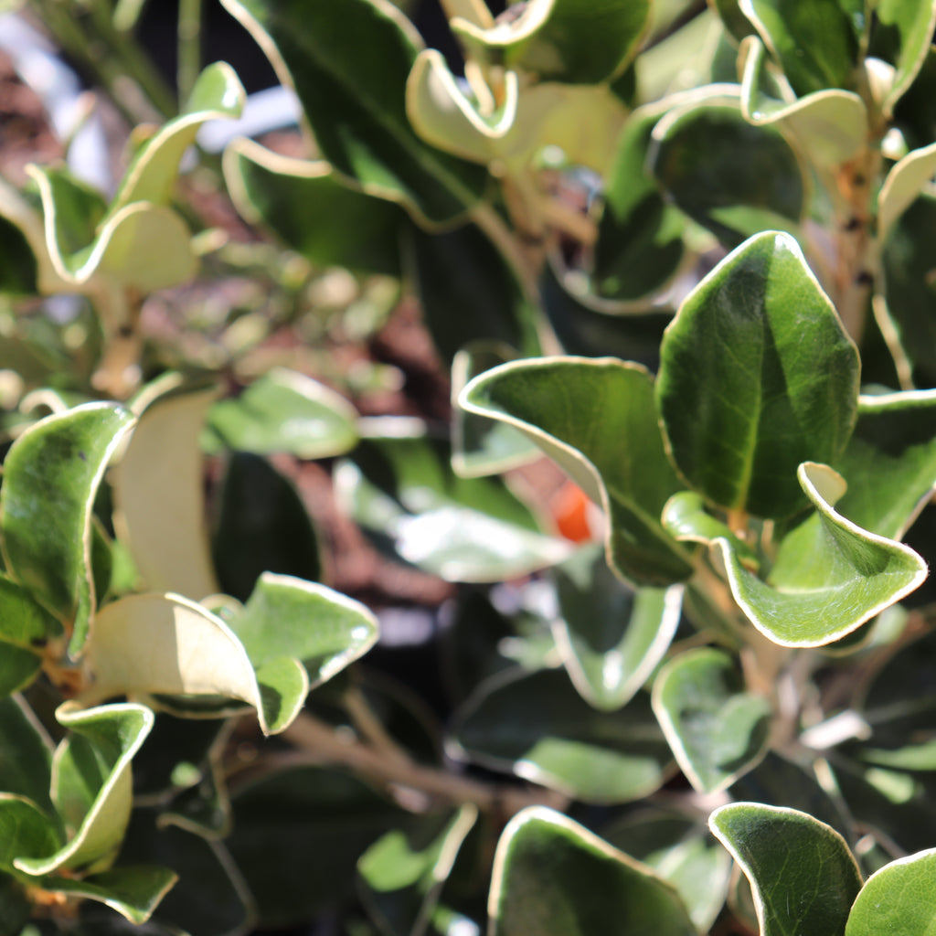 Brachyglottis buchananii Image