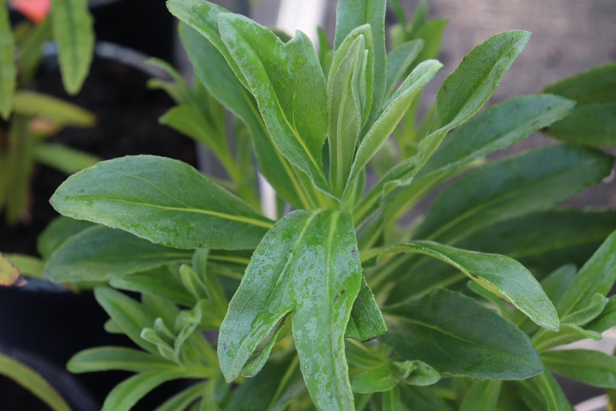 Brachyglottis huntii