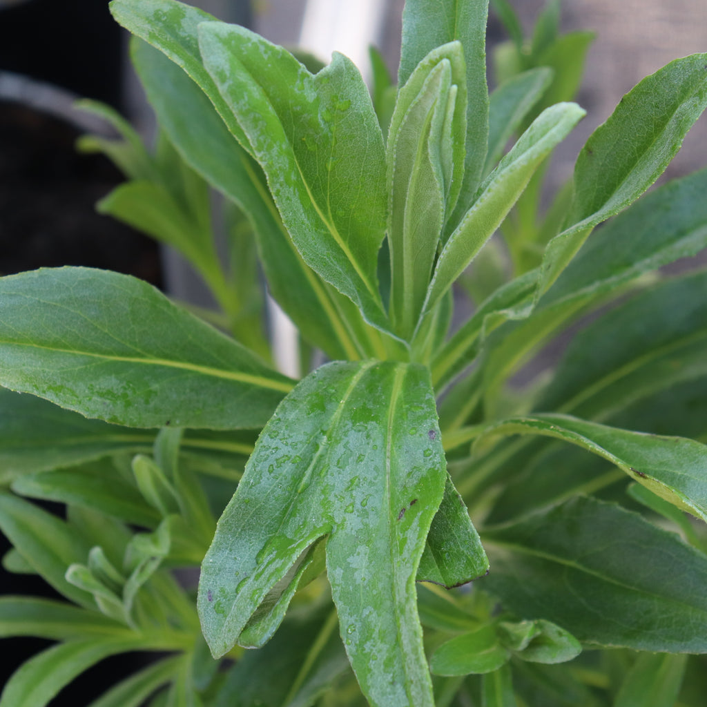 Brachyglottis huntii Image