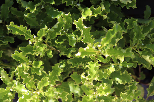 Brachyglottis perdicioides