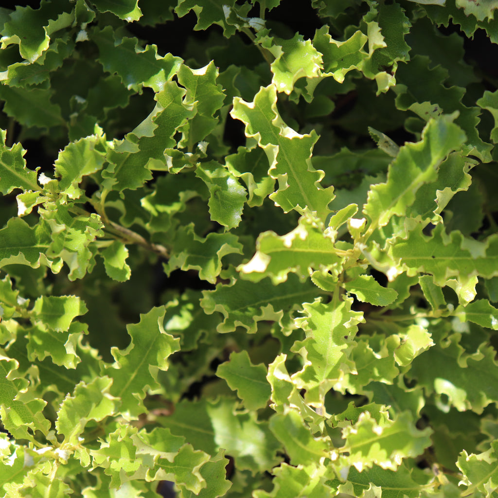 Brachyglottis perdicioides Image
