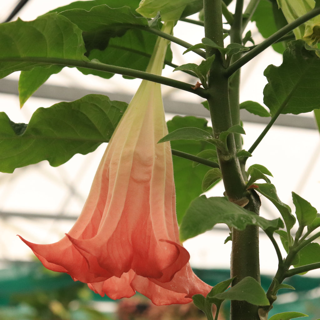 Brugmansia Noels Blush Image