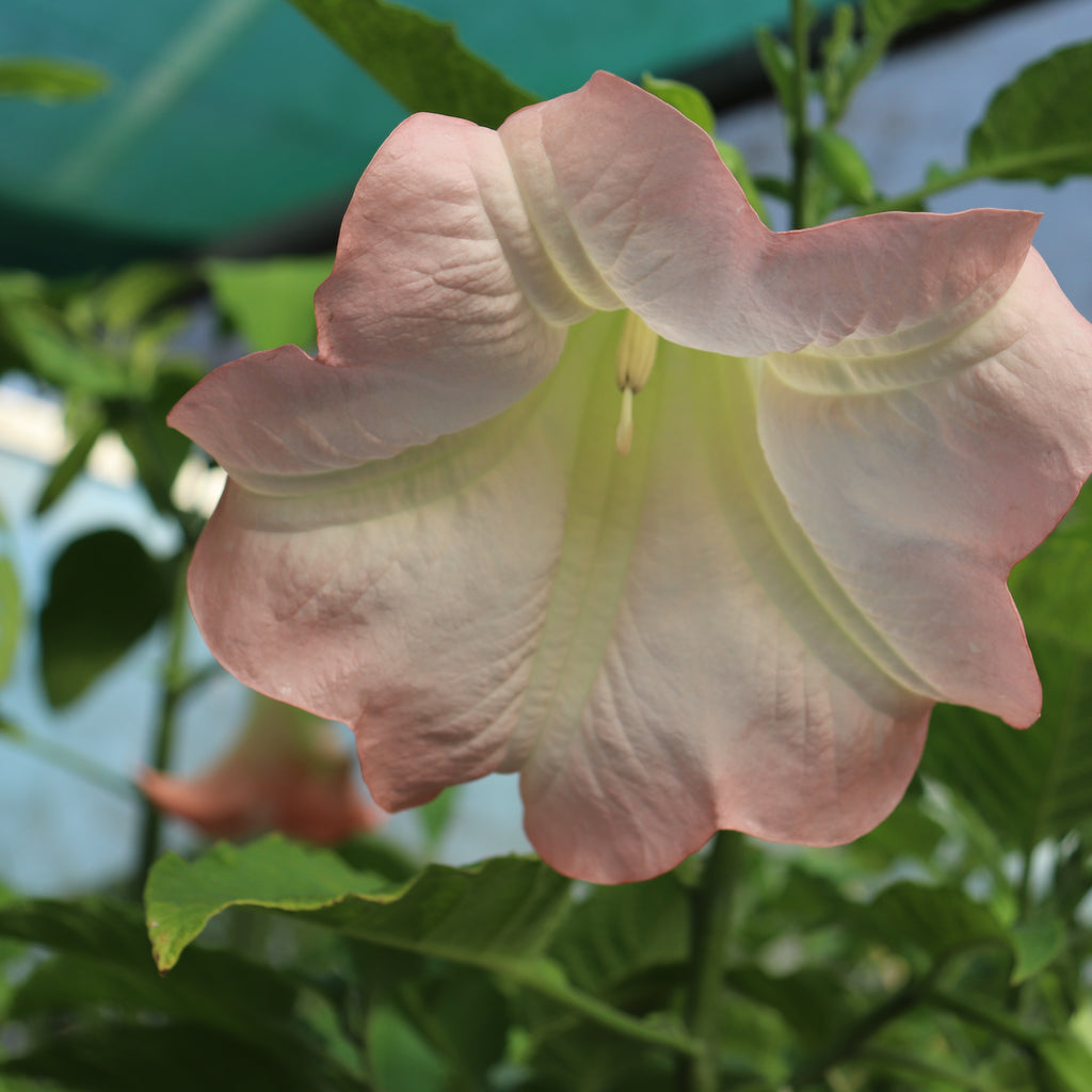 Brugmansia Noels Blush Image