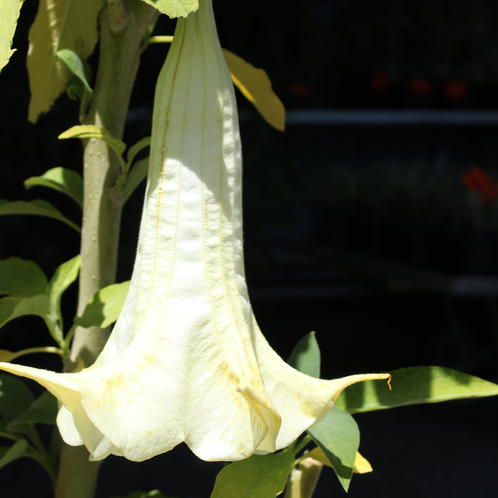 Brugmansia matapouri virgo Image