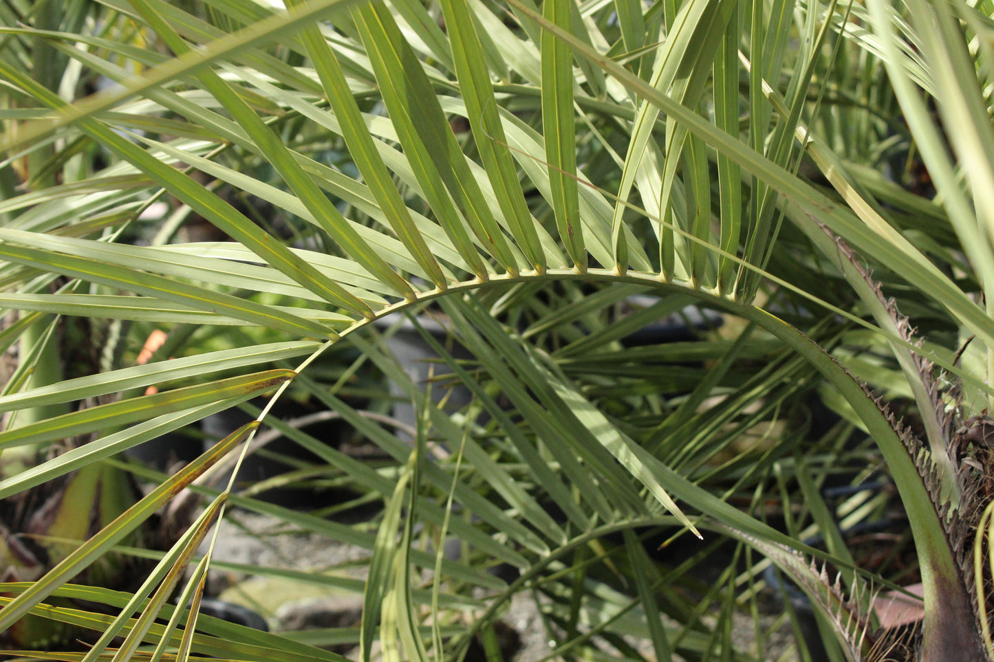 Butia capitata