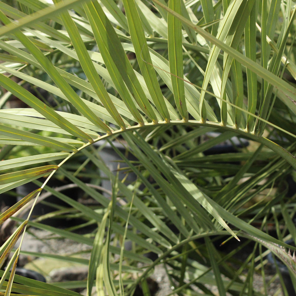 Butia capitata Image