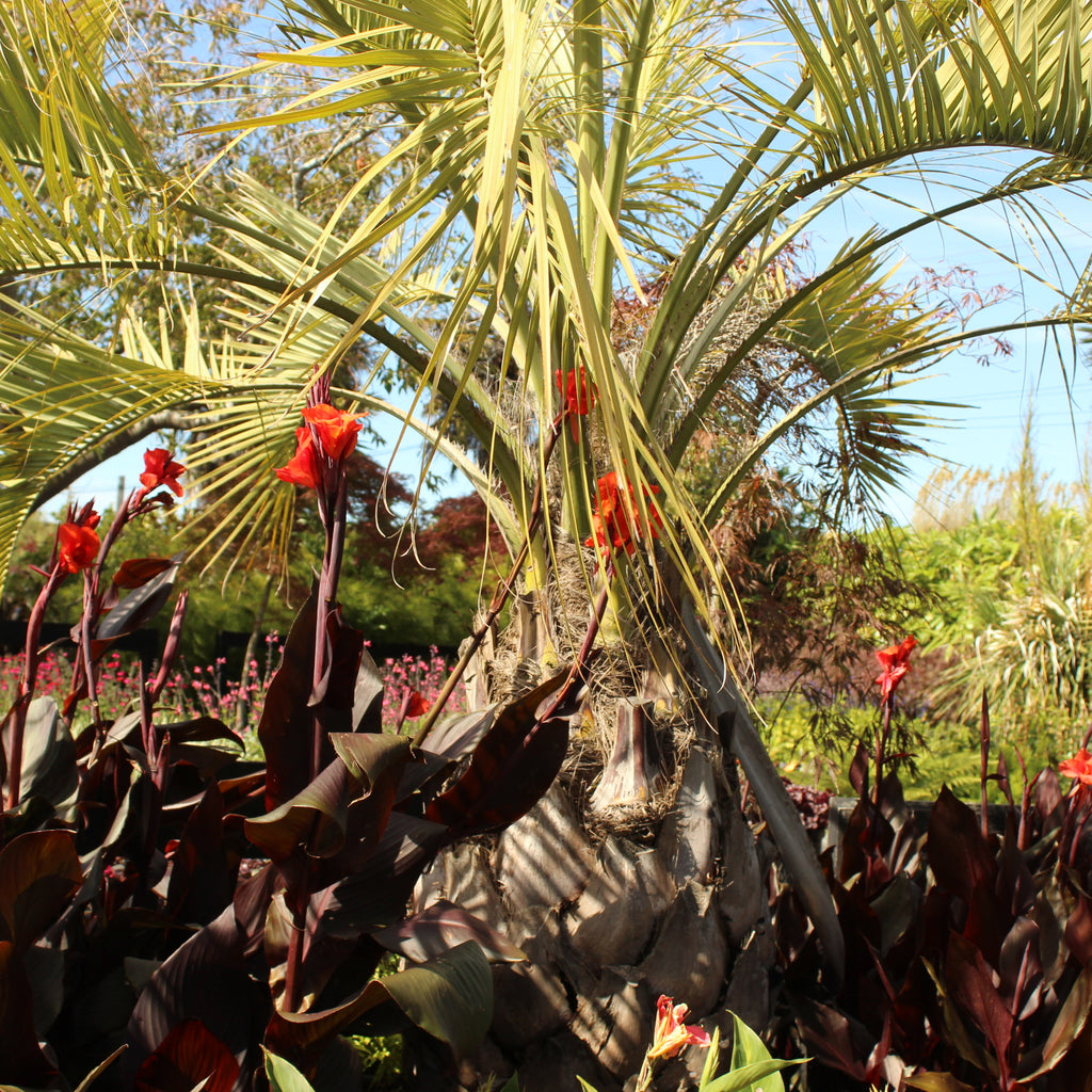 Butia capitata Image
