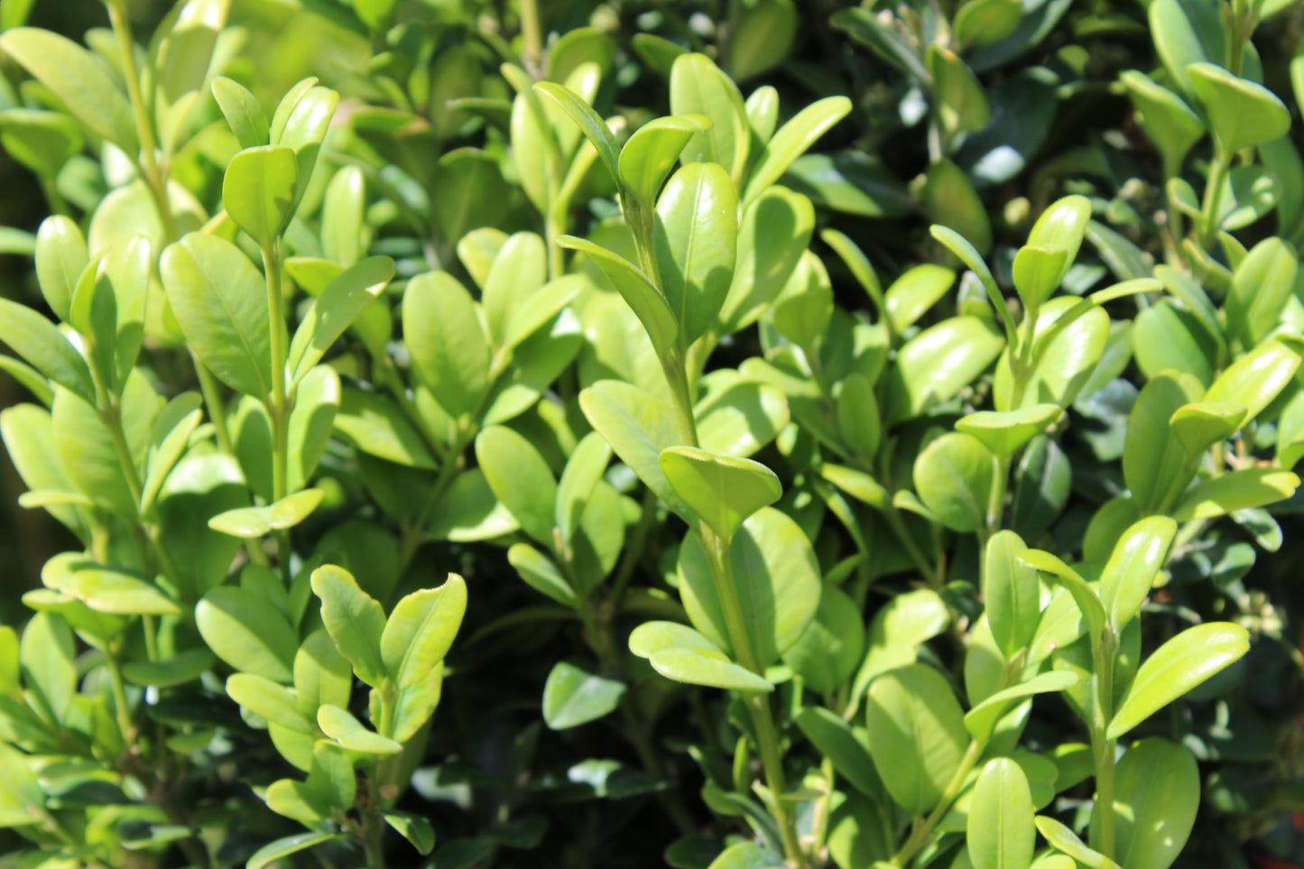 Buxus Graham Blandy