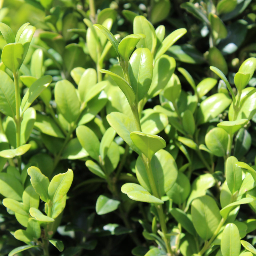 Buxus Graham Blandy Image