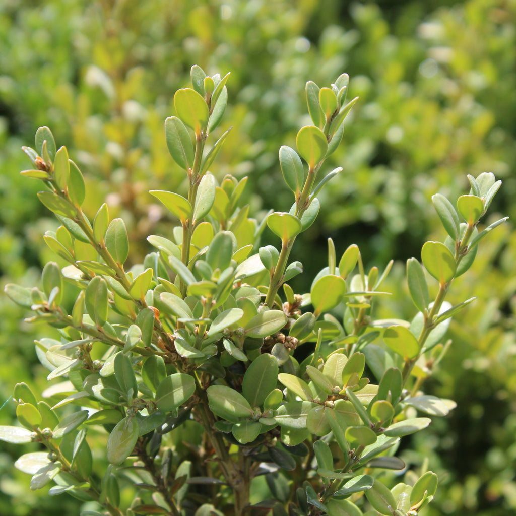 Buxus John Baldwin Image