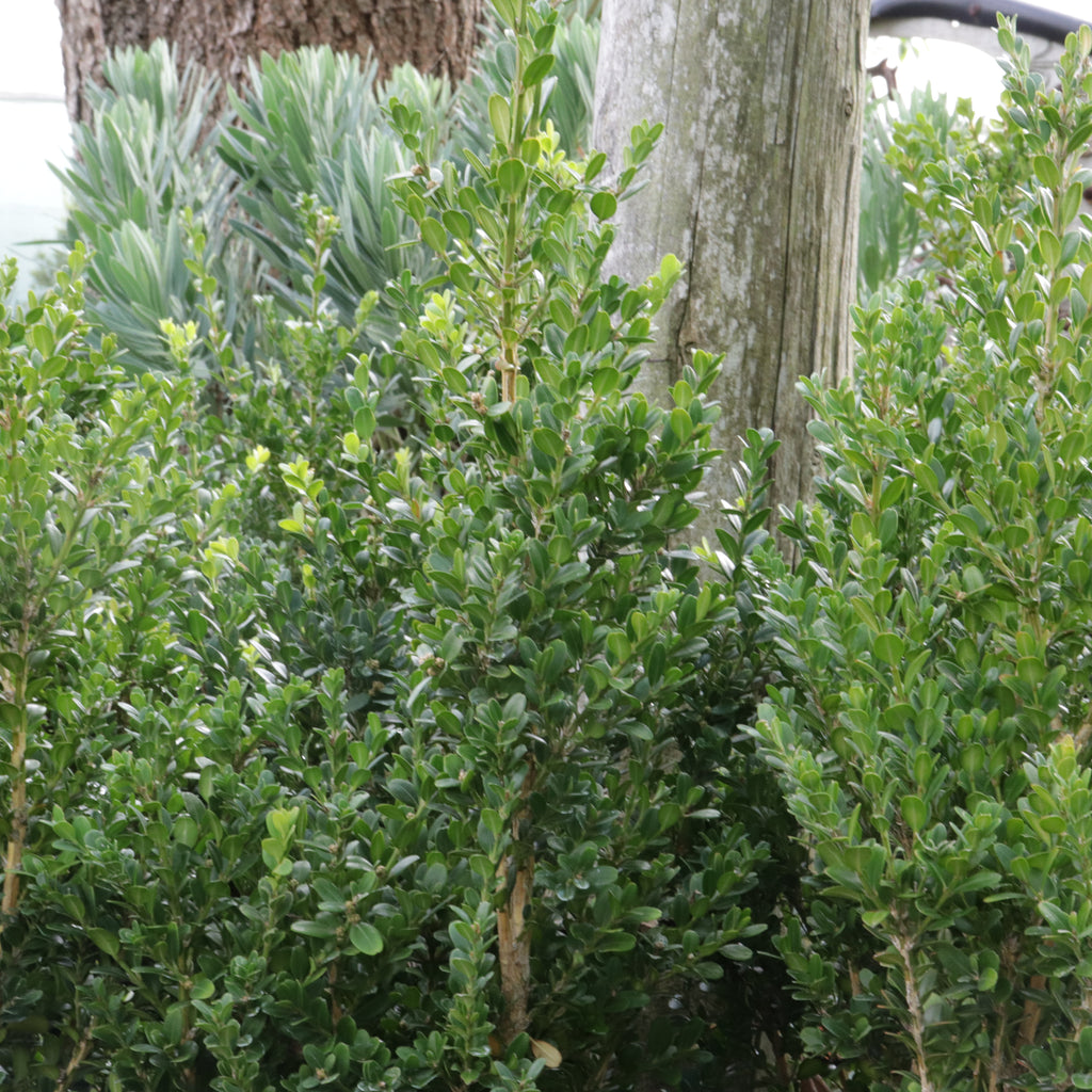 Buxus John Baldwin Image