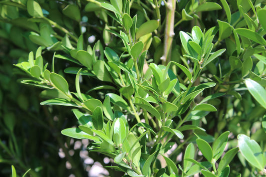 Buxus balearica