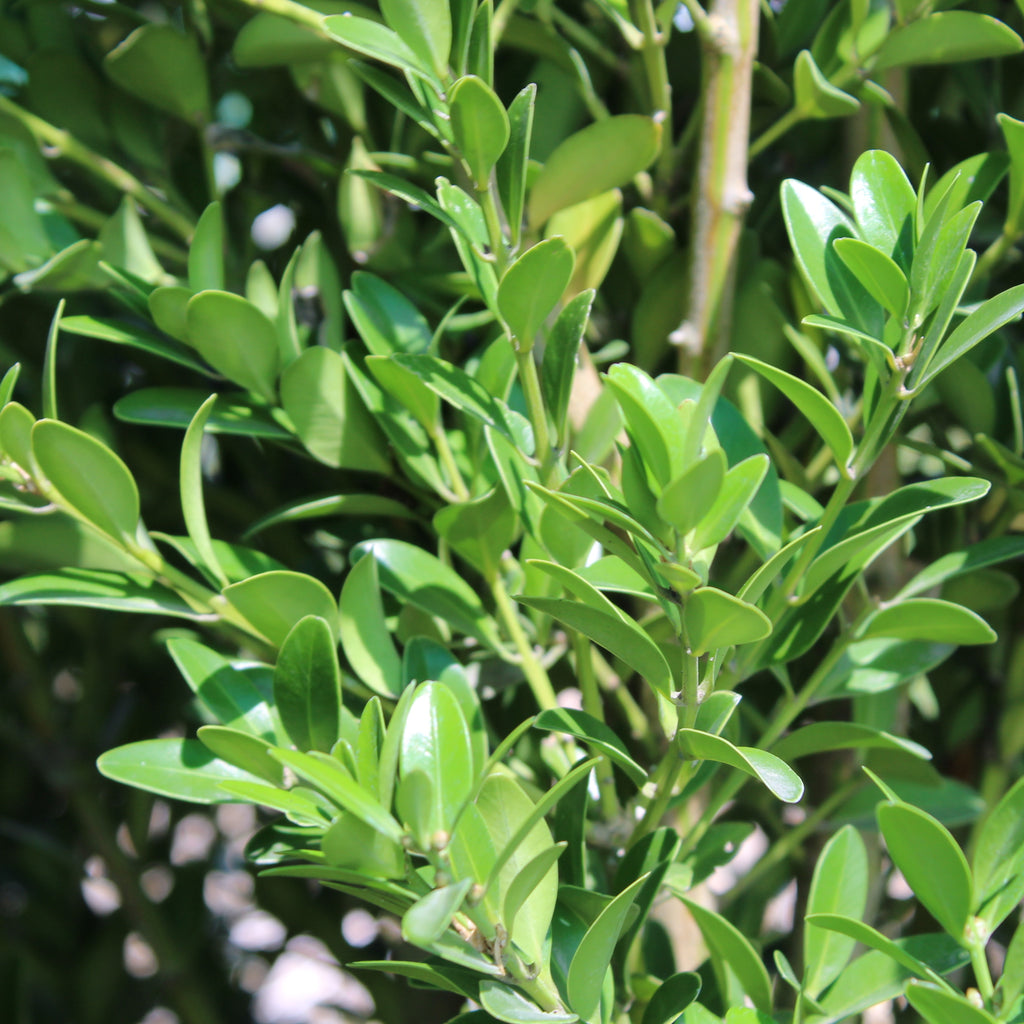 Buxus balearica Image