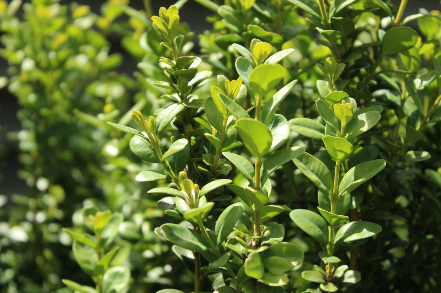 Buxus handsworthiensis