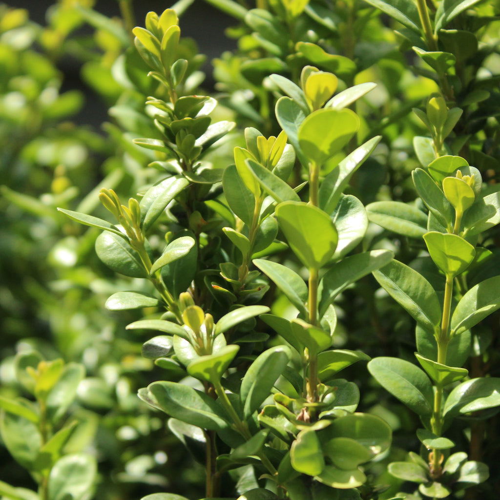 Buxus handsworthiensis Image