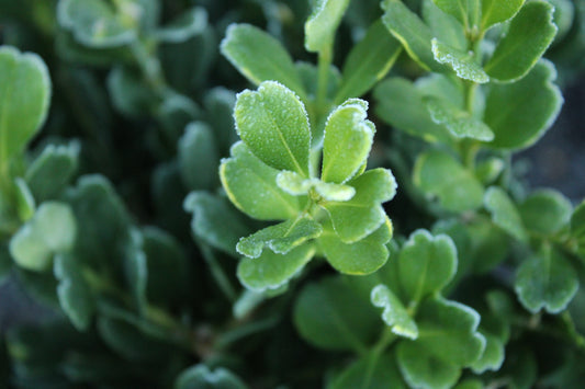 Buxus harlandii Richard