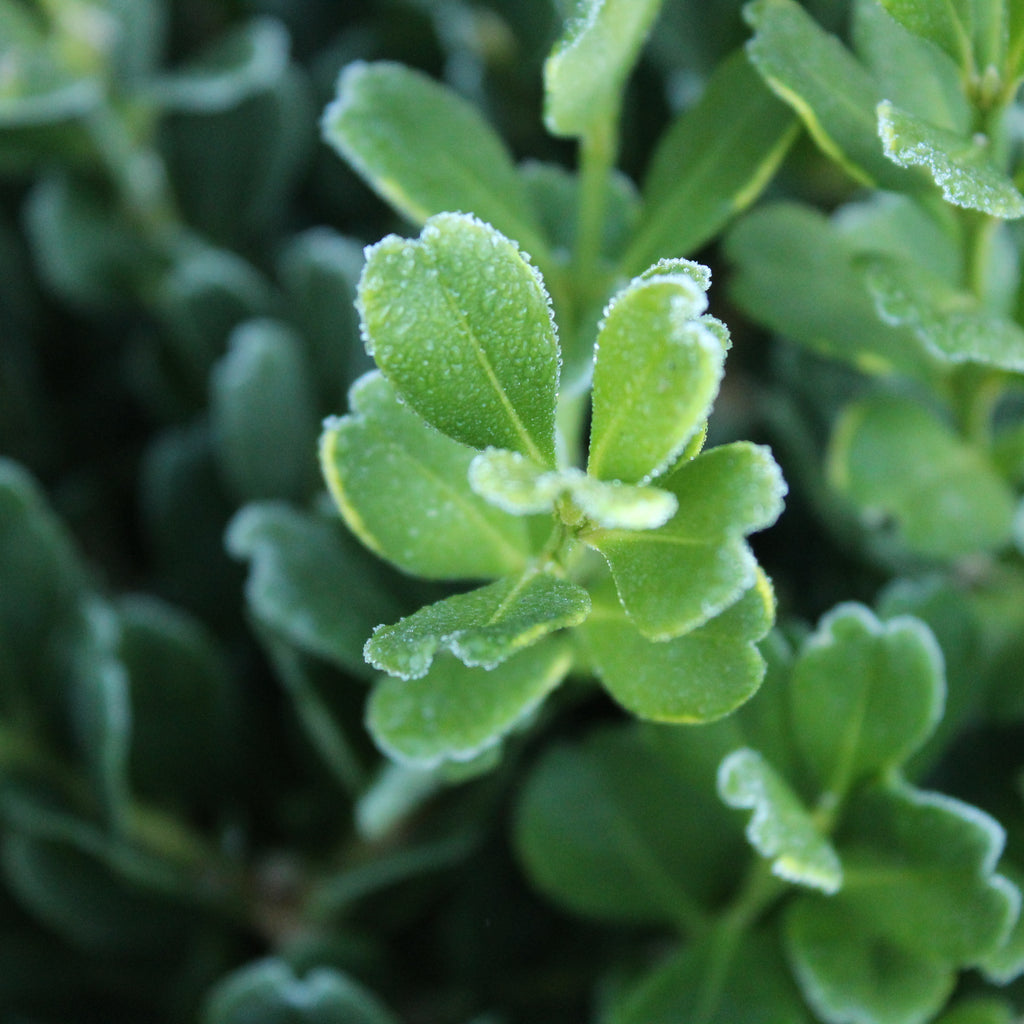 Buxus harlandii Richard Image