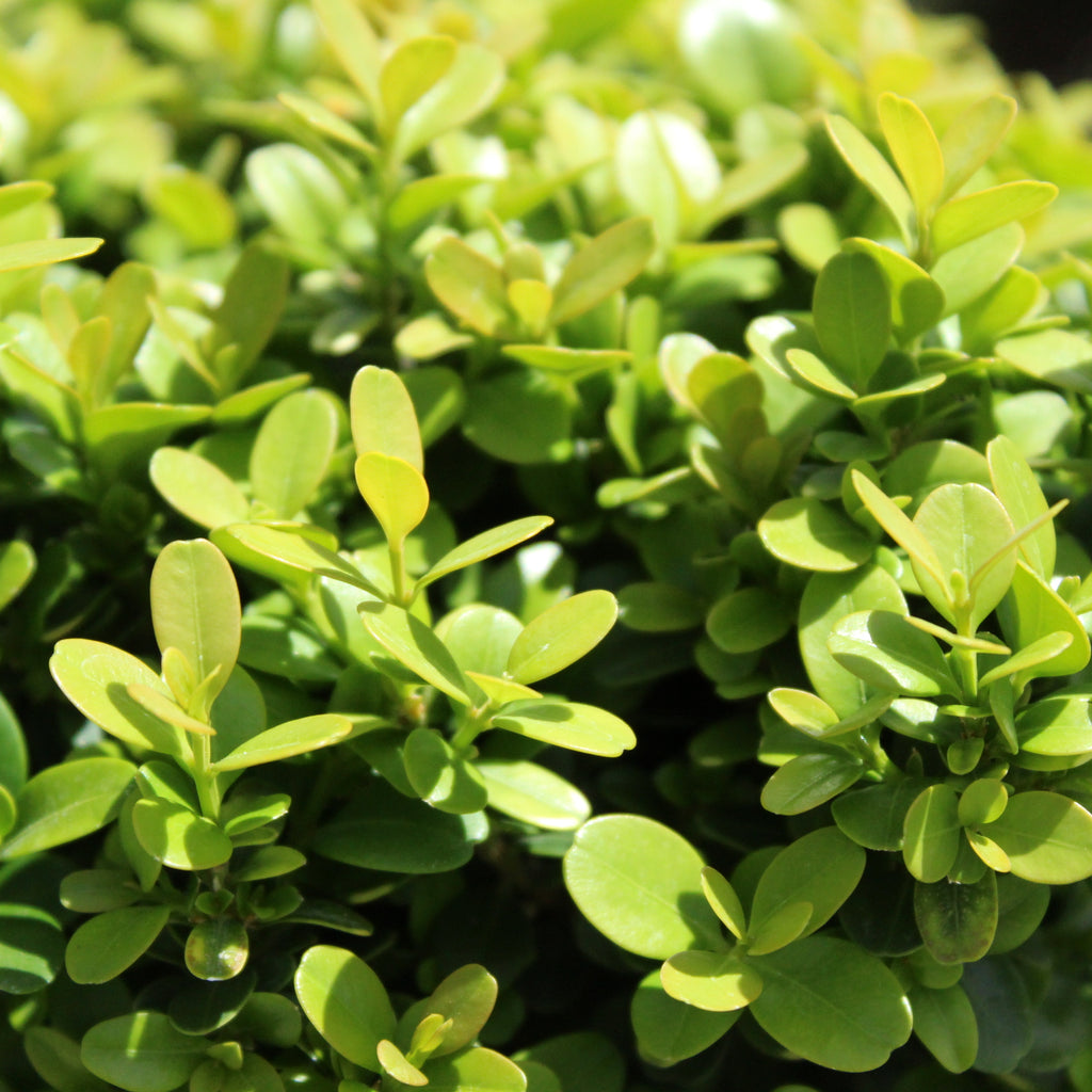 Buxus microphylla var. Japonica Morris Midget Image